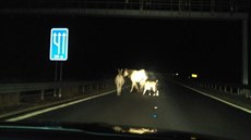Po dálnici D6 pobíhali koza, kůň a osel. Po dálnici D6 pobíhali koza, kůň a osel.