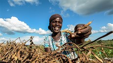 Uprchlíci v Ugandě dostávají speciální odolný druh fazolí, který jim má zaručit... Uprchlíci v Ugandě dostávají speciální odolný druh fazolí, který jim má zaručit...