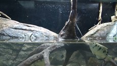 Stříkouni sestřelují cvrčky proudem vody Stříkouni sestřelují cvrčky proudem vody