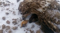 Pitva prokázala, že orel mořský byl na Jindřichohradecku otráven karbofuranem. Pitva prokázala, že orel mořský byl na Jindřichohradecku otráven karbofuranem.