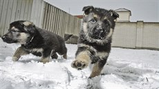 Budoucí policejní posily. Psovodi z Rokycan hledají pro sedm štěňat jména. (22.... Budoucí policejní posily. Psovodi z Rokycan hledají pro sedm štěňat jména. (22....