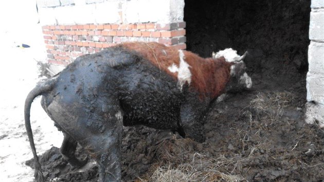 Zuboená zvíata, která veterinái nali u chovatele ve Rtyni v Podkrkonoí na...