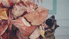 OnePlus 5T - The Dog Test OnePlus 5T - The Dog Test