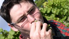 Martin Markel, vinař a historik z Masarykovy univerzity v Brně, si při tvorbě... Martin Markel, vinař a historik z Masarykovy univerzity v Brně, si při tvorbě...