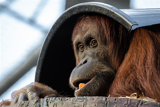 Orangutan sumaterský je povaován za kdce palem olejných a na plantáích je...