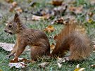 Takto shnliv jsou veverky na podzim, aby si zajistily dostatek zsob na zimu...