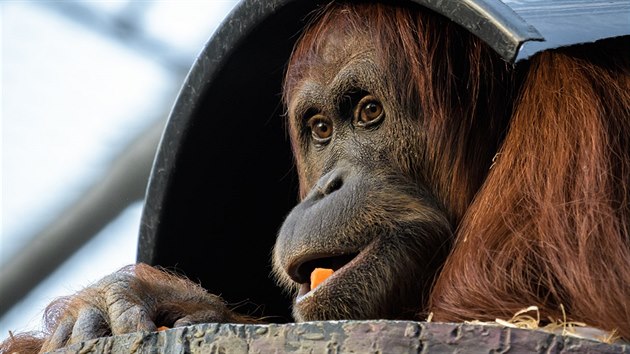Orangutan sumatersk je povaovn za kdce palem olejnch a na plantch je intenzivn pronsledovn a zabjen.