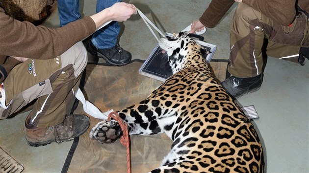 Snmek ze zsahu specialisty na rentgenovn velkch zvat u jagu samice Inti v olomouck zoo na Svatm Kopeku. Odbornci ji chtj pomoci od bolesti zub. (nor 2018) 