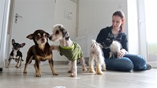O pět z více než dvoustovky psů, které v příšerných podmínkách v rodinném domě... O pět z více než dvoustovky psů, které v příšerných podmínkách v rodinném domě...