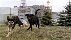 V okolí areálu jaderné elektrárny Černobyl a města Pripjať stále žijí stovky... V okolí areálu jaderné elektrárny Černobyl a města Pripjať stále žijí stovky...