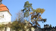 Borovice ničí skalní blok, na němž stojí hrad Valdštejn. Borovice ničí skalní blok, na němž stojí hrad Valdštejn.