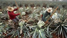 Mexický národní nápoj tequila se vyrábí z modré agáve. Mexický národní nápoj tequila se vyrábí z modré agáve.