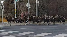 Stádo muflonů pobíhalo u křižovatky v pražské Krči Stádo muflonů pobíhalo u křižovatky v pražské Krči