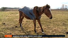 Majitel podvyživených odstranil mrtvý plod hříběte Majitel podvyživených odstranil mrtvý plod hříběte