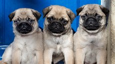 mops, mopsi mops, mopsi