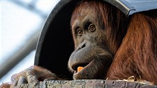Orangutan sumaterský je považován za škůdce palem olejných a na plantážích je... Orangutan sumaterský je považován za škůdce palem olejných a na plantážích je...