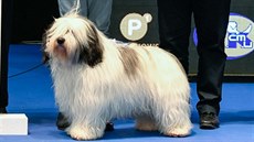 Polský nížinný ovčák polského chovatele porotu naprosto uchvátil. Polský nížinný ovčák polského chovatele porotu naprosto uchvátil.