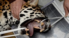 Snímek ze zásahu specialisty na rentgenování velkých zvířat u jaguáří samice... Snímek ze zásahu specialisty na rentgenování velkých zvířat u jaguáří samice...