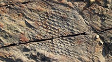 Paleodictyon je poměrně hojná ichnofosilie, představující zřejmě zkamenělý... Paleodictyon je poměrně hojná ichnofosilie, představující zřejmě zkamenělý...