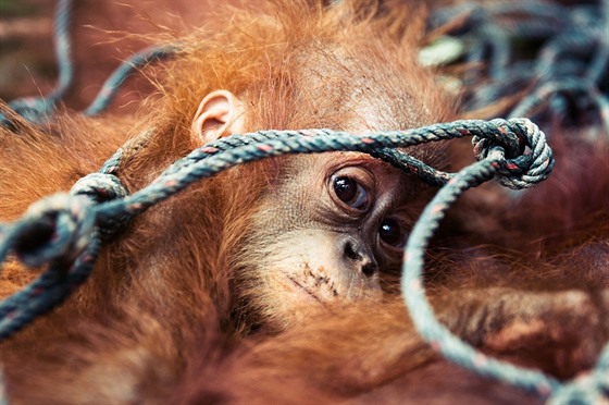 Na Borneu zemelo od roku 1999 sto tisíc orangutan. Jedním z hlavních dvod...