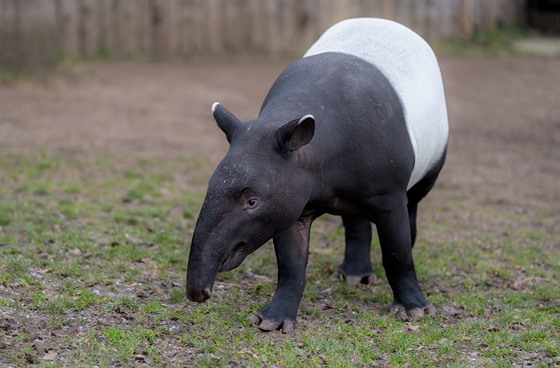 Koncem února Zoo Praha opustí dvouletý samec tapíra abrakového Budak Puntja,...