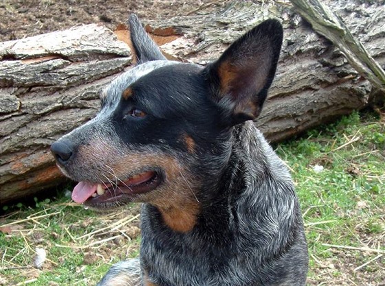Australský honácký pes patí k inteligentním a zdravým plemenm, má tedy pedpoklady stát se nejlepím pítelem na dlouhé roky.