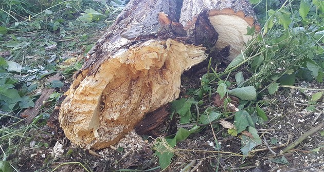 Topol v eském Rudolci, který spadl na dti pi vycházce na konci ervna 2017.