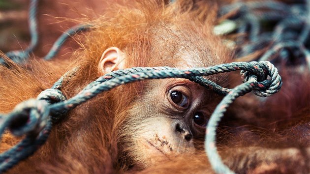 Na Borneu zemelo od roku 1999 sto tisc orangutan. Jednm z hlavnch dvod je odlesovn.