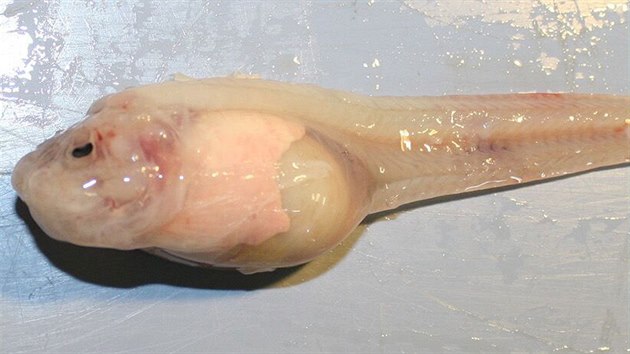 Nov popsan ryba Pseudoliparis swirei, vytaen z hloubky okolo 8 000 metr, nevypad na to, e v Marinskm pkopu pln roli vrcholovho predtora.