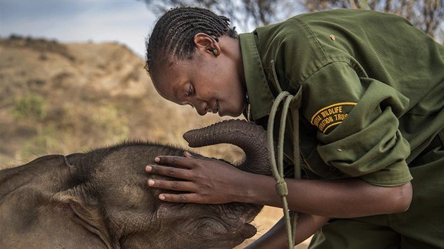 PRODA (srie): Ami Vitale pro National Geographic - Vlenci, kte se dv slon bli, je te chrn