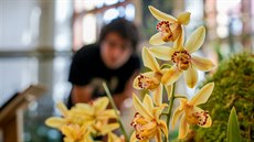 Výstava orchideji provonla Jihoeské muzeum v eských Budjovicích.
