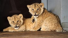 Lvíčatům v brněnské zoo se dobře daří. Vlevo je samička, vpravo její bratr. Lvíčatům v brněnské zoo se dobře daří. Vlevo je samička, vpravo její bratr.