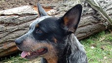 Pro každého australského honáka je jeho pán vším. Nespouští z něj oči, aby mohl... Pro každého australského honáka je jeho pán vším. Nespouští z něj oči, aby mohl...