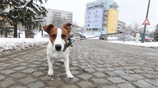 Kdyby se v Jihlavě volila „nejdrncavější“ cesta, aspirantem na vítězství by... Kdyby se v Jihlavě volila „nejdrncavější“ cesta, aspirantem na vítězství by...