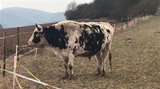 V Hlásné Třebani napadl muže býk na pastvě.(15.2.2018) V Hlásné Třebani napadl muže býk na pastvě.(15.2.2018)