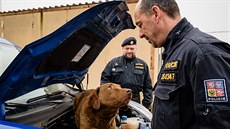 Vedoucí oddělení služební kynologie Jaromír Kyselo (vzadu) dohlíží na výcvik... Vedoucí oddělení služební kynologie Jaromír Kyselo (vzadu) dohlíží na výcvik...