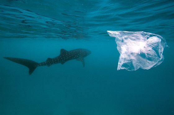 ralok velrybí. Vdci zjistili, e plast spolklo 73 procent ryb, co je jeden z...