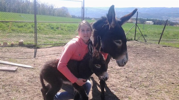 Dvaadvacetilet Michala Zdrubeck se na rodinn farm Amlka star zejmna o kozy, ale tak o ovce a osla. Za prodn praen sr zskali ocenn Regionln potravina Jihomoravskho kraje za rok 2017.