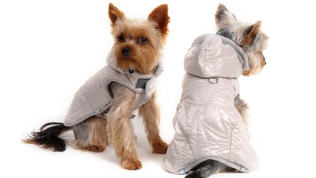 Drobnj psi ijc ve vytopenm byt se v mrazech bez obleku vtinou neobejdou. Zimou jinak trp jak zda, tak moov cesty a celkov pes rychle prochladne, i kdy venen v mrazu zkrtte na nutnou dobu.
