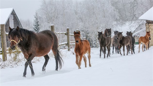 Vladimr Vopravil chov na farm /Y (Diagonla Ypsilon) v Cunkov na Tborsku 36 dosplch huculskch kon a pt hbat.