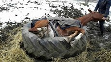 Jihomoravští hasiči vyprošťovali koně z traktorové pneumatiky. Jihomoravští hasiči vyprošťovali koně z traktorové pneumatiky.