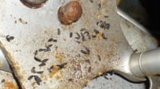 V provozovně byl myší trus a obrovský nepořádek. V provozovně byl myší trus a obrovský nepořádek.