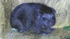 Mládě damana pralesního - velký chovatelský úspěch ZOO Ostrava. Mládě damana pralesního - velký chovatelský úspěch ZOO Ostrava.