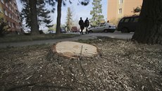 Pařez po pokácené borovici ve Vojanově ulici Pařez po pokácené borovici ve Vojanově ulici