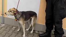 Tříletého křížence zvedl muž za obojek do výšky a praštil s ním o zeď.... Tříletého křížence zvedl muž za obojek do výšky a praštil s ním o zeď....