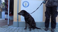 Muže napadl zhruba dvouletý kříženec staforda. Muže napadl zhruba dvouletý kříženec staforda.
