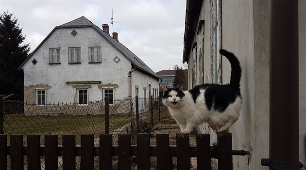 Koky se u eny zabydlely na zahrad (ilustraní snímek).