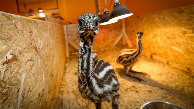 Tborsk zoo odchovala mlata emu.