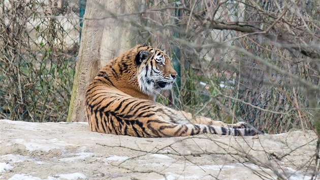Velmi dobe sn nzk teploty ve zlnsk zoo napklad tygr ussurijsk.