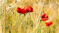 Pásy divokých lučních květin vyseté napříč lány kulturních plodin by mohly pole... Pásy divokých lučních květin vyseté napříč lány kulturních plodin by mohly pole...